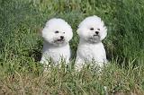 BICHON FRISE 034